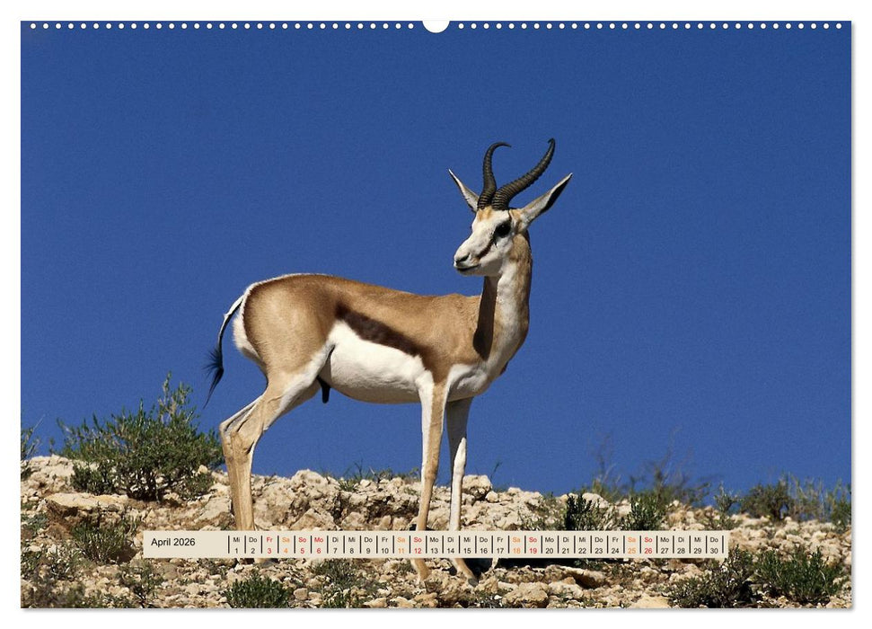 Kgalagadi-Durstland (CALVENDO Wandkalender 2026)