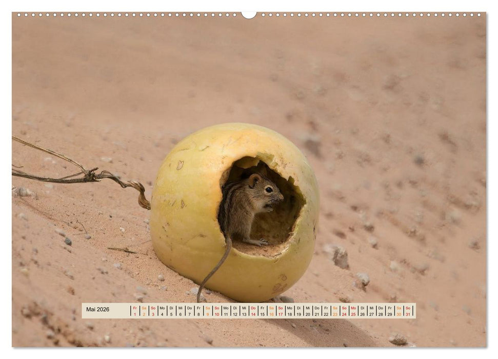 Kgalagadi-Durstland (CALVENDO Wandkalender 2026)