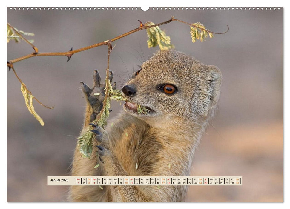 Kgalagadi-Durstland (CALVENDO Premium Wandkalender 2026)