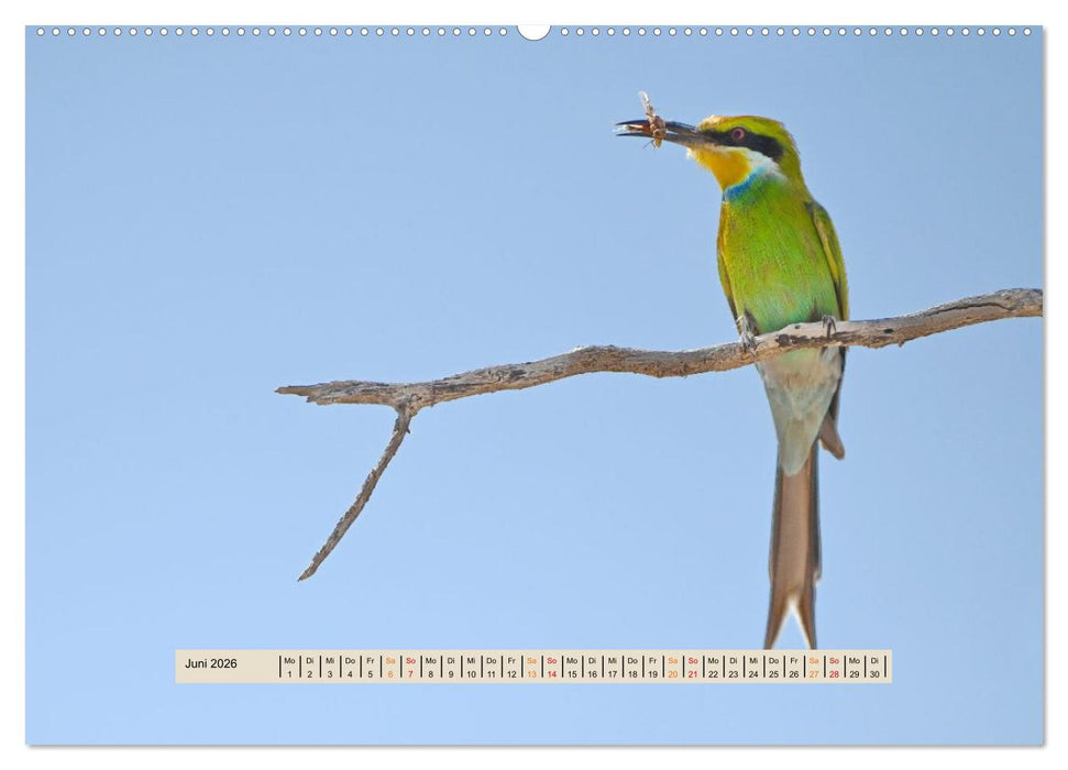 Kgalagadi-Durstland (CALVENDO Premium Wandkalender 2026)