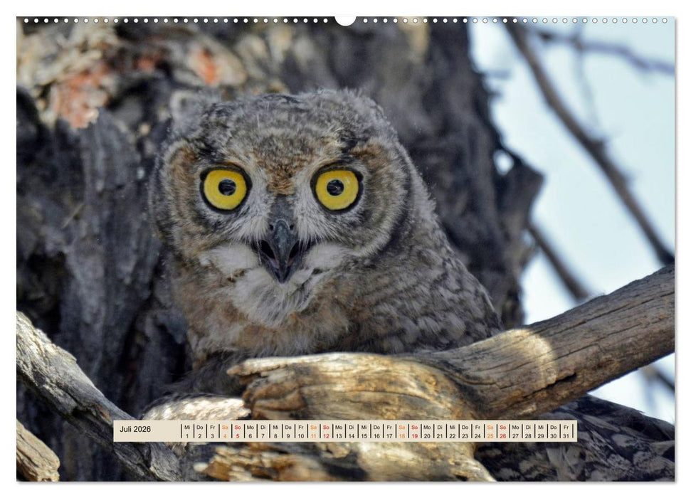 Kgalagadi-Durstland (CALVENDO Premium Wandkalender 2026)