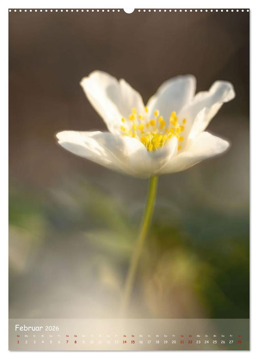 Lebensraum Wald (CALVENDO Premium Wandkalender 2026)