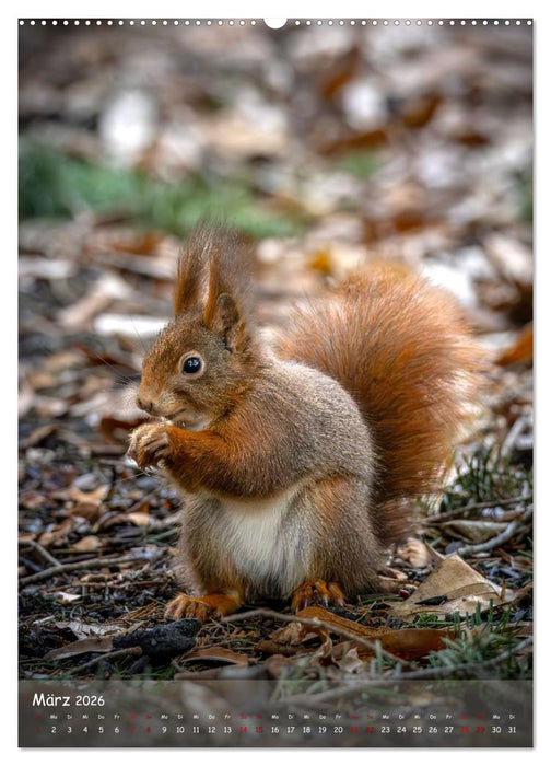 Lebensraum Wald (CALVENDO Premium Wandkalender 2026)