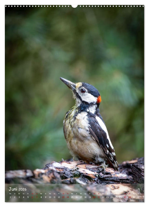 Lebensraum Wald (CALVENDO Premium Wandkalender 2026)