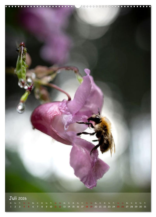 Lebensraum Wald (CALVENDO Premium Wandkalender 2026)