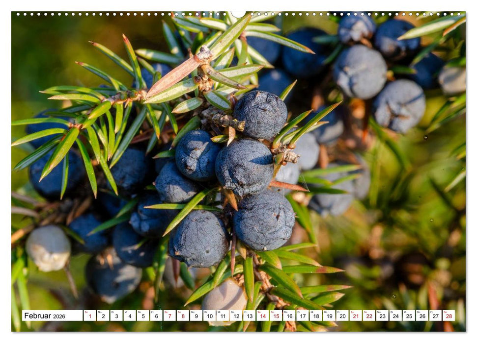 Lüneburger Heide: Die Nordheide (CALVENDO Wandkalender 2026)