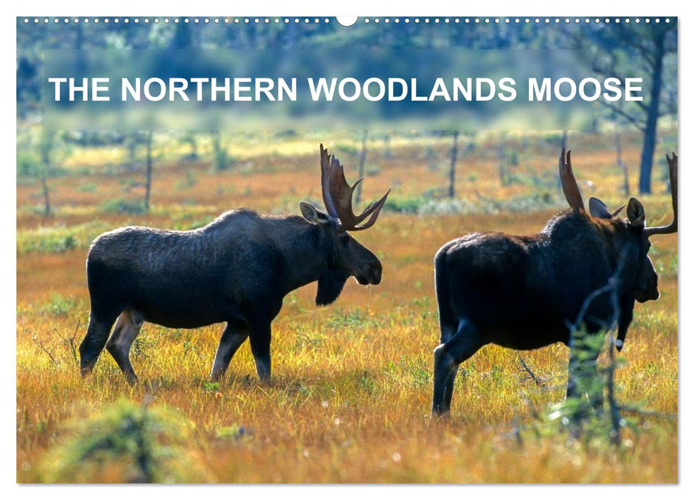 THE NORTHERN WOODLANDS MOOSE (CALVENDO Monthly Calendar 2026)