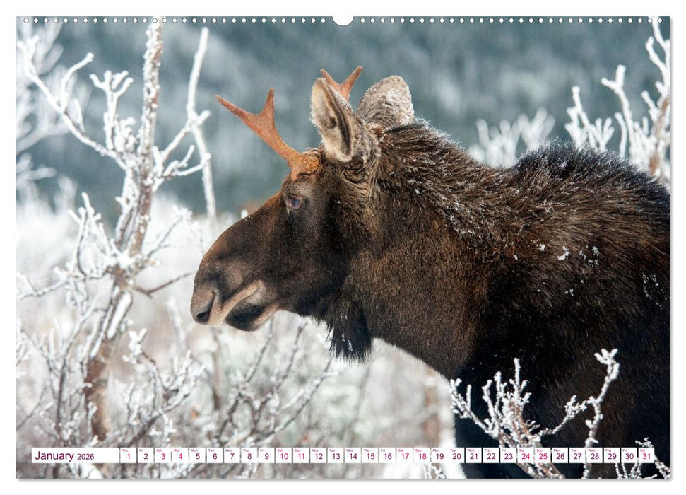 THE NORTHERN WOODLANDS MOOSE (CALVENDO Monthly Calendar 2026)