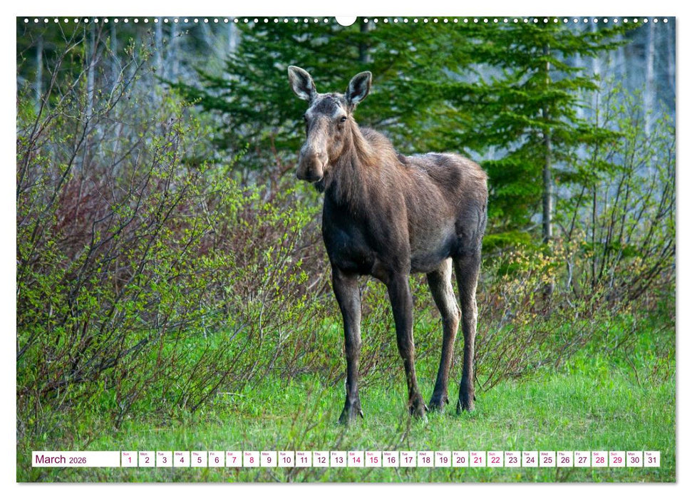 THE NORTHERN WOODLANDS MOOSE (CALVENDO Premium-Calendar 2026)