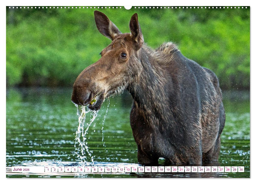 THE NORTHERN WOODLANDS MOOSE (CALVENDO Premium-Calendar 2026)