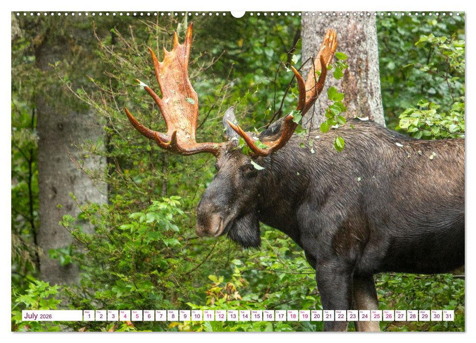 THE NORTHERN WOODLANDS MOOSE (CALVENDO Premium-Calendar 2026)