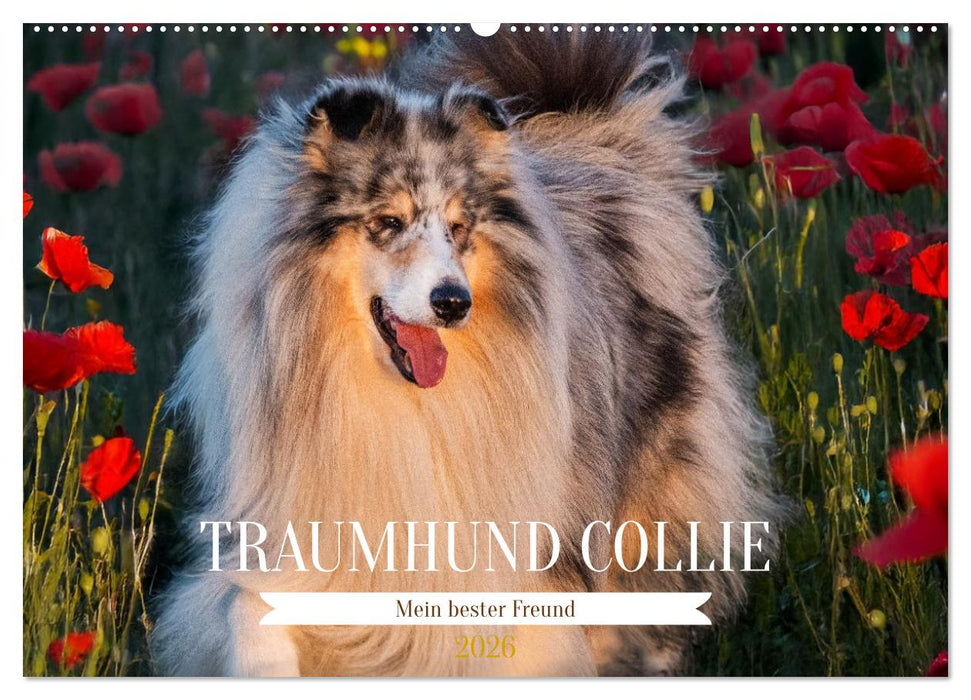 Traumhund Collie - Mein bester Freund (CALVENDO Wandkalender 2026)