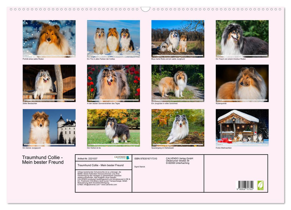 Traumhund Collie - Mein bester Freund (CALVENDO Wandkalender 2026)