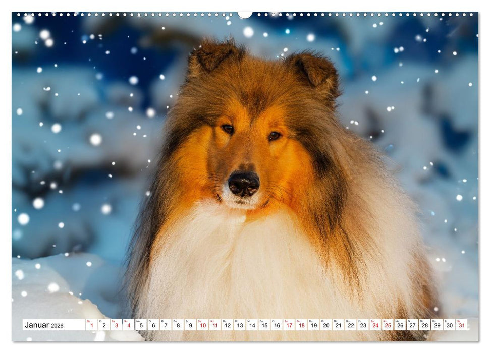 Traumhund Collie - Mein bester Freund (CALVENDO Wandkalender 2026)