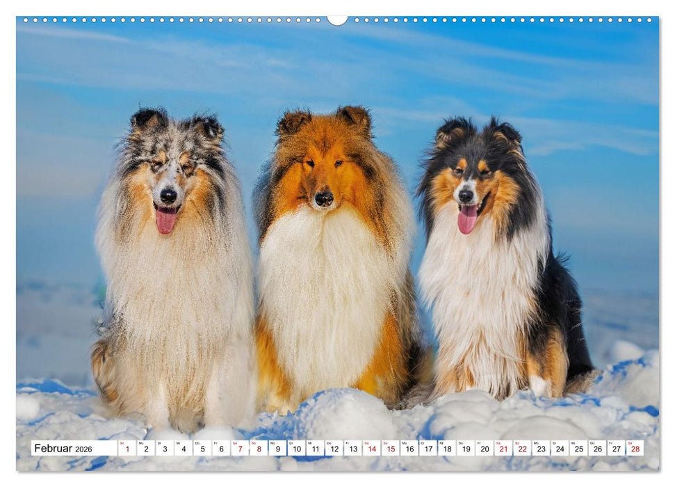 Traumhund Collie - Mein bester Freund (CALVENDO Wandkalender 2026)