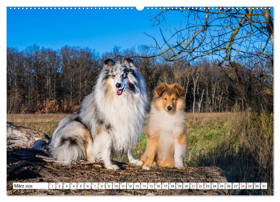 Traumhund Collie - Mein bester Freund (CALVENDO Wandkalender 2026)
