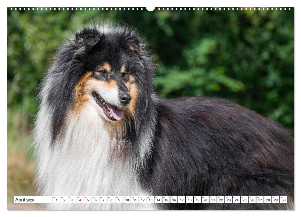 Traumhund Collie - Mein bester Freund (CALVENDO Premium Wandkalender 2026)