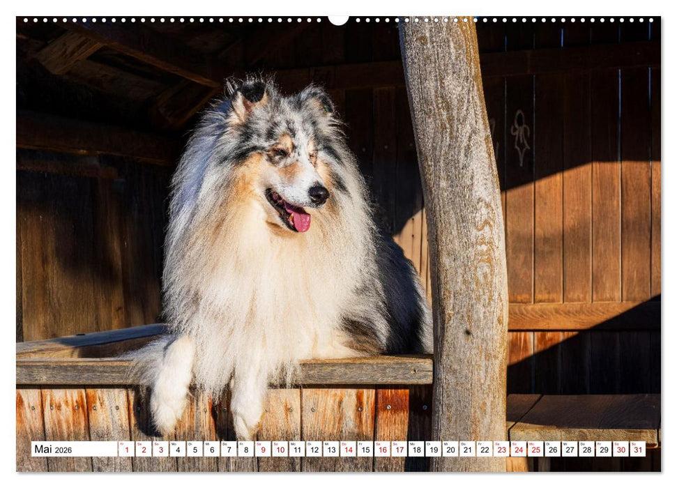 Traumhund Collie - Mein bester Freund (CALVENDO Premium Wandkalender 2026)