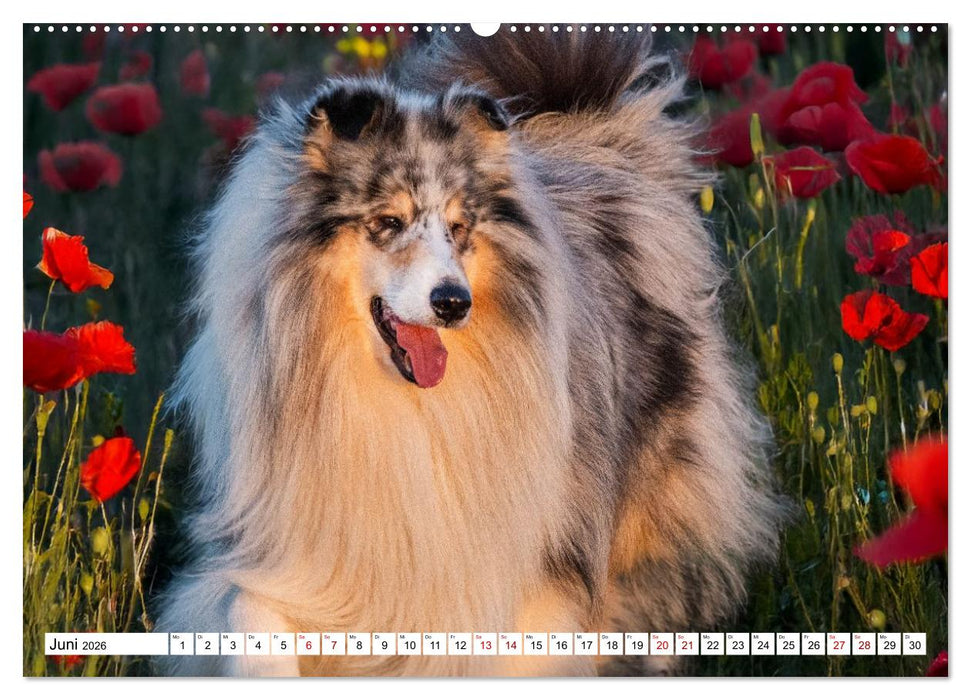 Traumhund Collie - Mein bester Freund (CALVENDO Premium Wandkalender 2026)