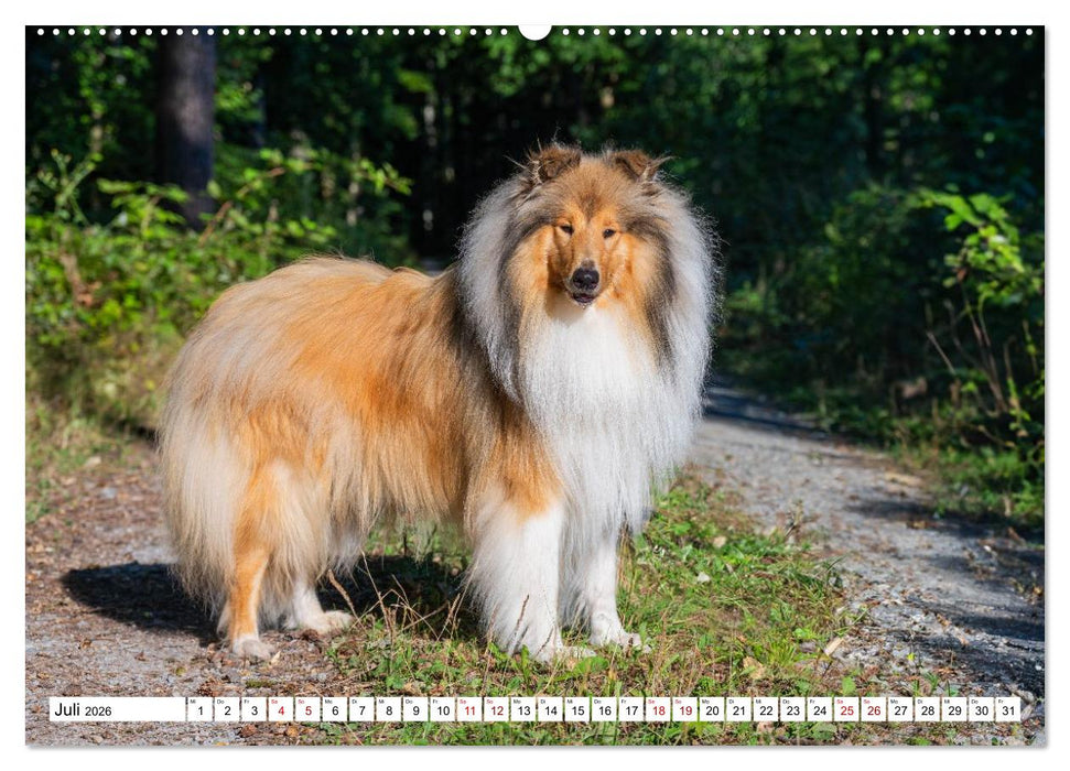 Traumhund Collie - Mein bester Freund (CALVENDO Premium Wandkalender 2026)