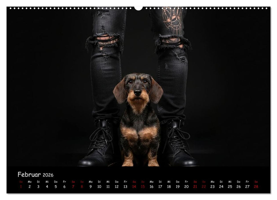 Coole Typen - Rauhaardackel (CALVENDO Wandkalender 2026)