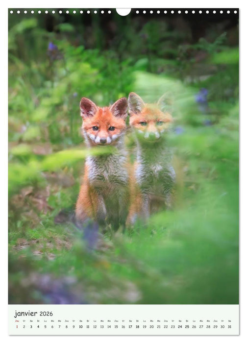 Regards sauvages - Une année de liberté (CALVENDO Calendrier mensuel 2026)
