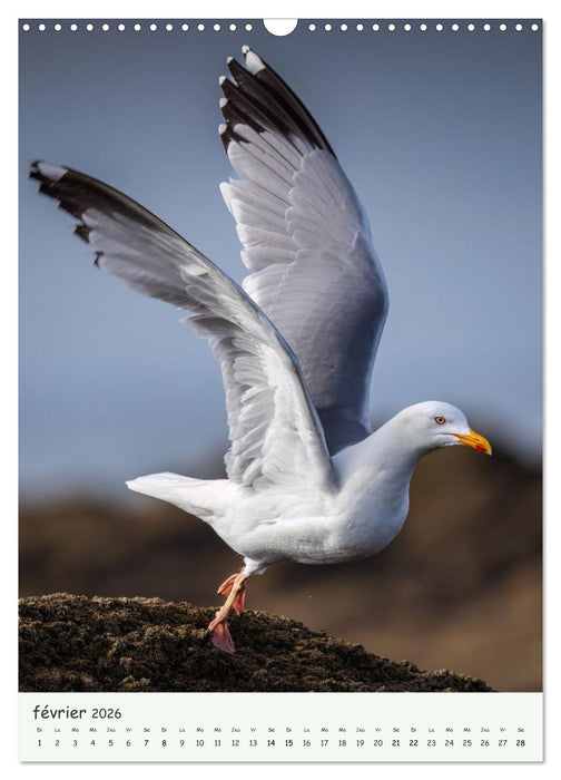 Regards sauvages - Une année de liberté (CALVENDO Calendrier mensuel 2026)
