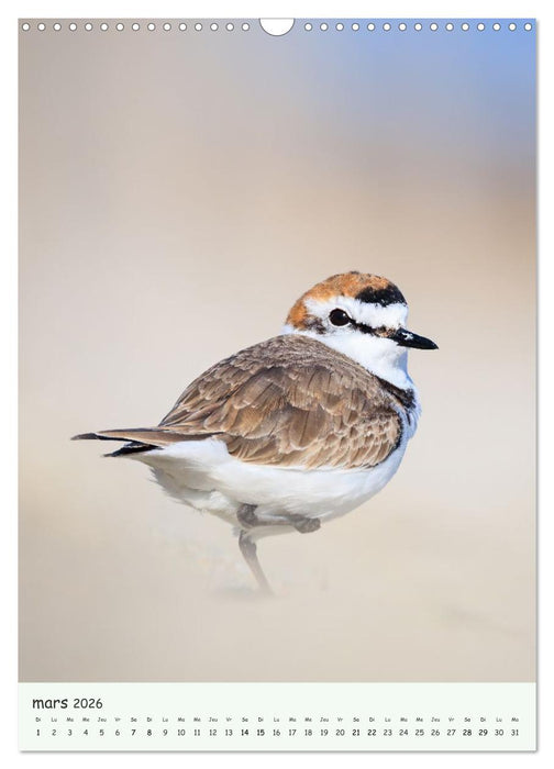 Regards sauvages - Une année de liberté (CALVENDO Calendrier mensuel 2026)