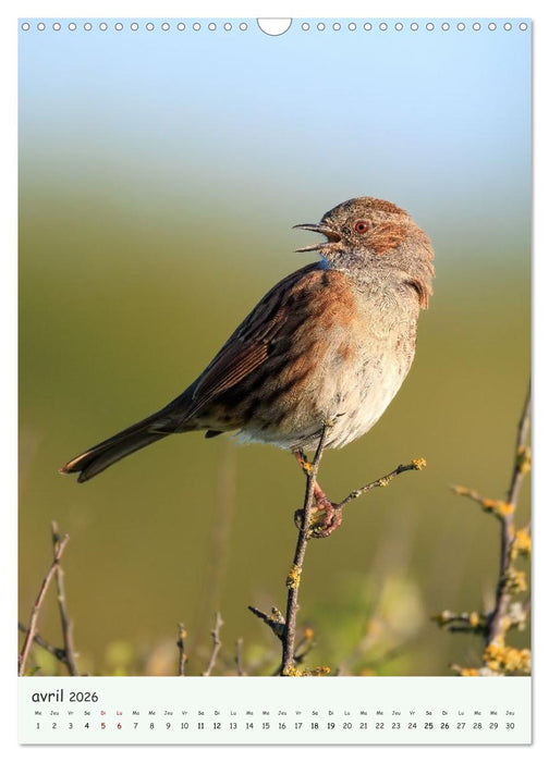 Regards sauvages - Une année de liberté (CALVENDO Calendrier mensuel 2026)