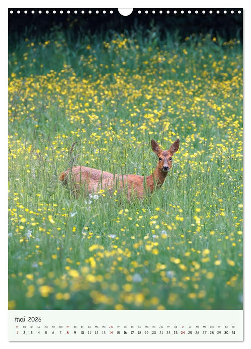 Regards sauvages - Une année de liberté (CALVENDO Calendrier mensuel 2026)