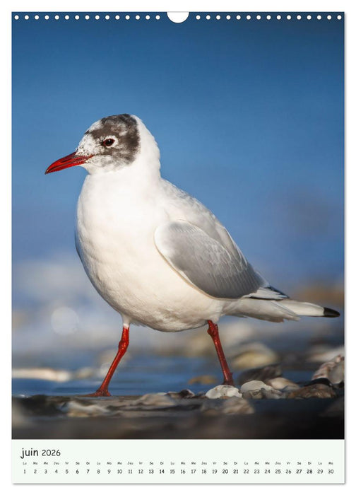 Regards sauvages - Une année de liberté (CALVENDO Calendrier mensuel 2026)