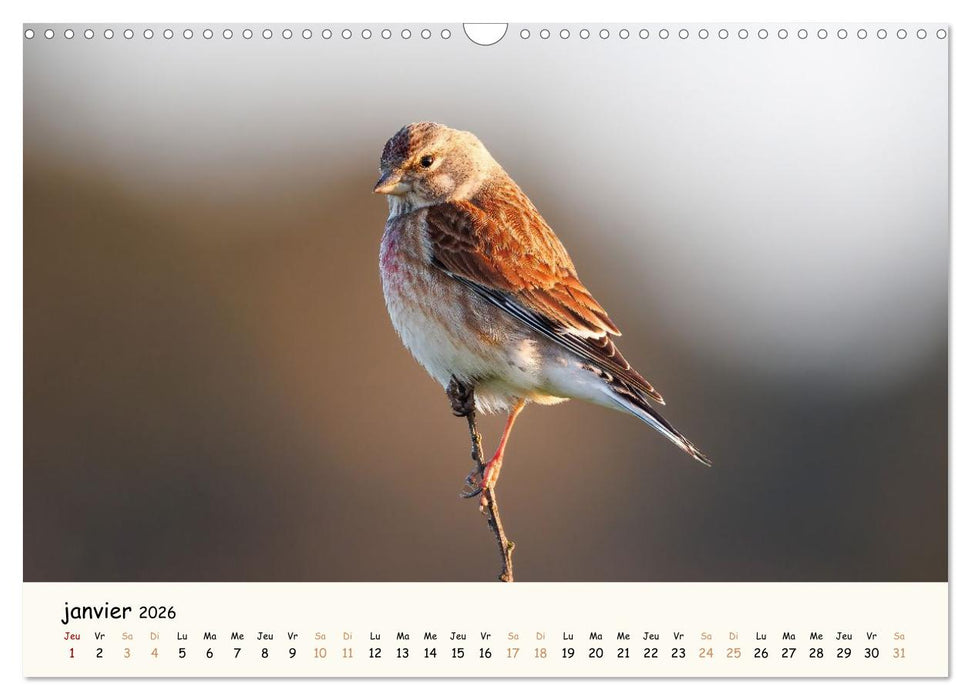 Esprit animal - Regards minimalistes (CALVENDO Calendrier mensuel 2026)