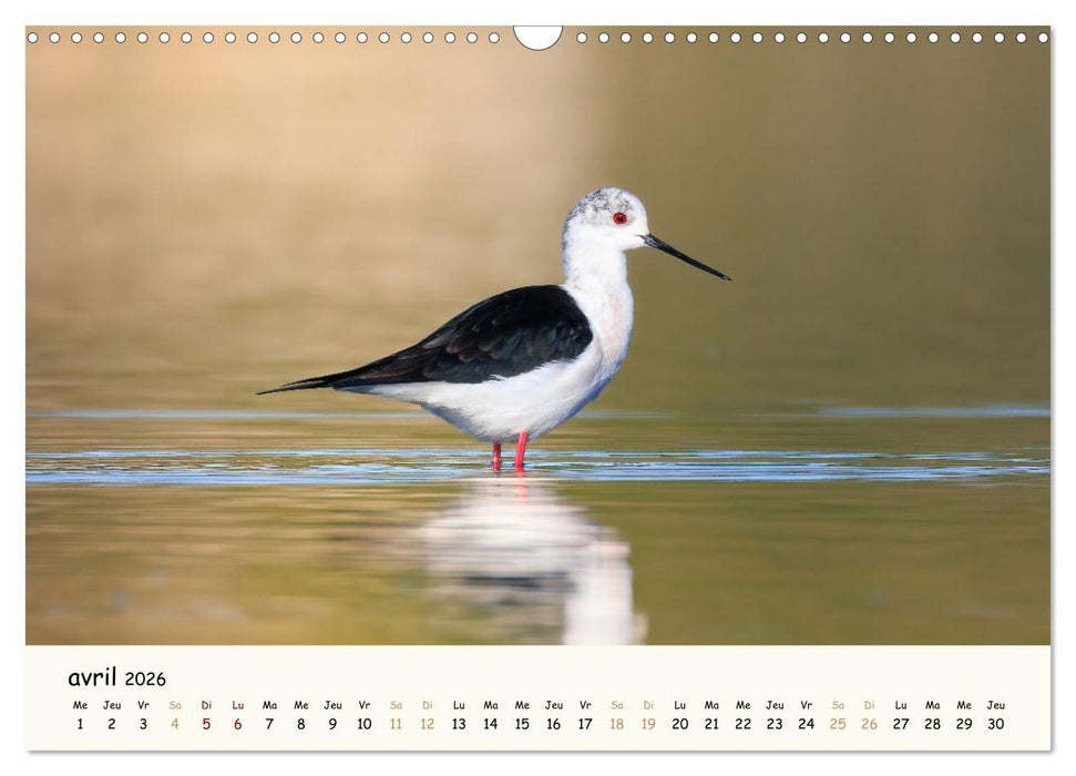 Esprit animal - Regards minimalistes (CALVENDO Calendrier mensuel 2026)