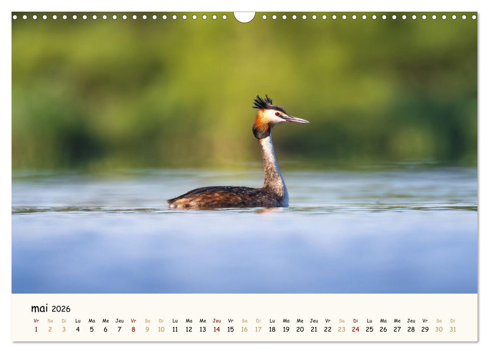 Esprit animal - Regards minimalistes (CALVENDO Calendrier mensuel 2026)