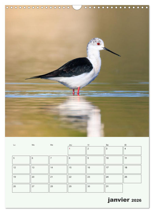 Voyage ornithologique (CALVENDO Calendrier mensuel 2026)