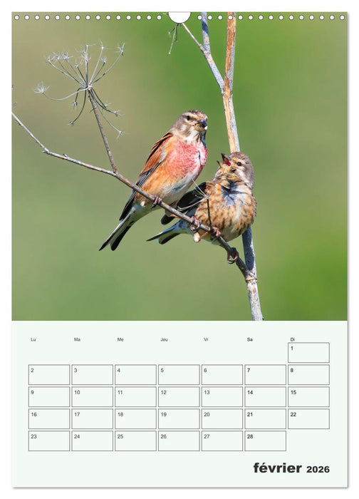 Voyage ornithologique (CALVENDO Calendrier mensuel 2026)