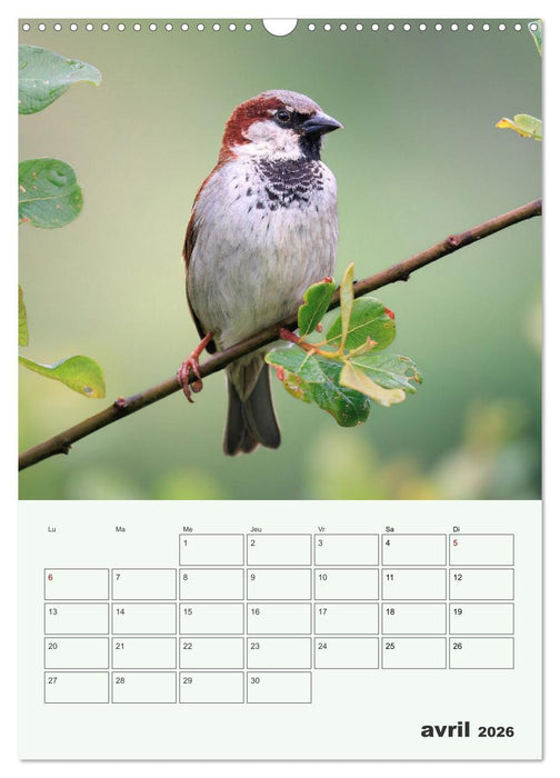Voyage ornithologique (CALVENDO Calendrier mensuel 2026)