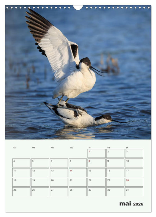 Voyage ornithologique (CALVENDO Calendrier mensuel 2026)