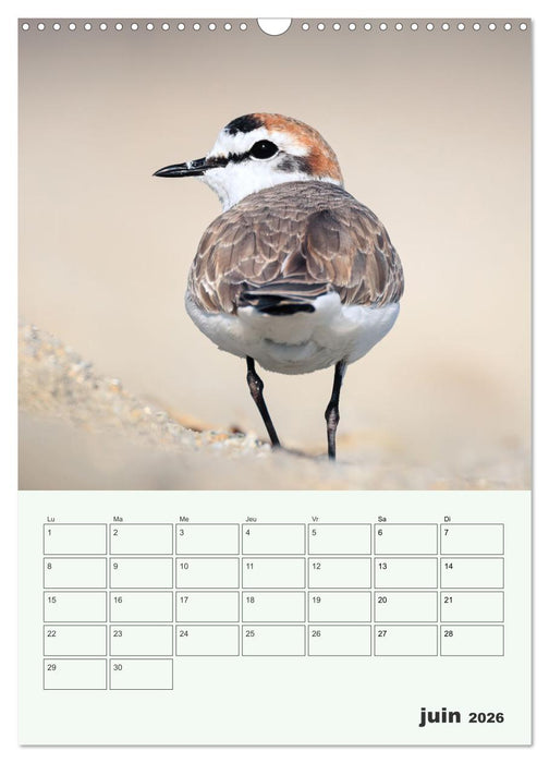 Voyage ornithologique (CALVENDO Calendrier mensuel 2026)