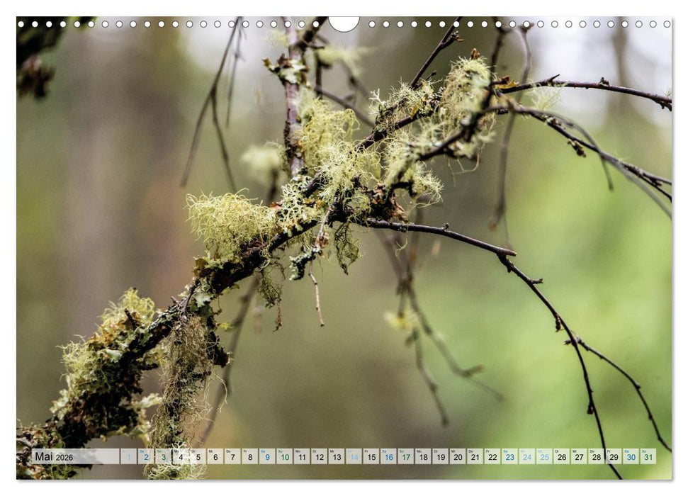 Mein Schottland - Landschaften (CALVENDO Wandkalender 2026)