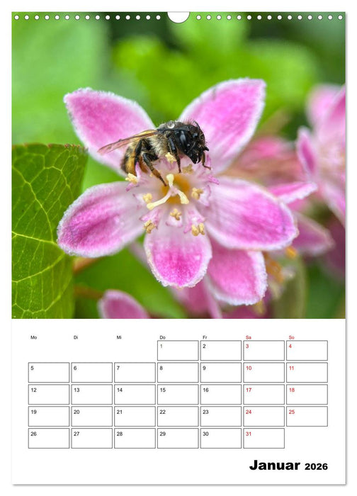 Insekten im Fokus (CALVENDO Wandkalender 2026)