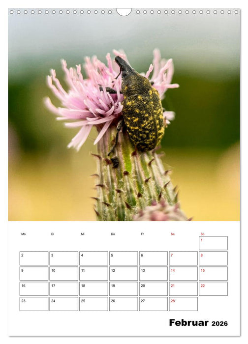 Insekten im Fokus (CALVENDO Wandkalender 2026)