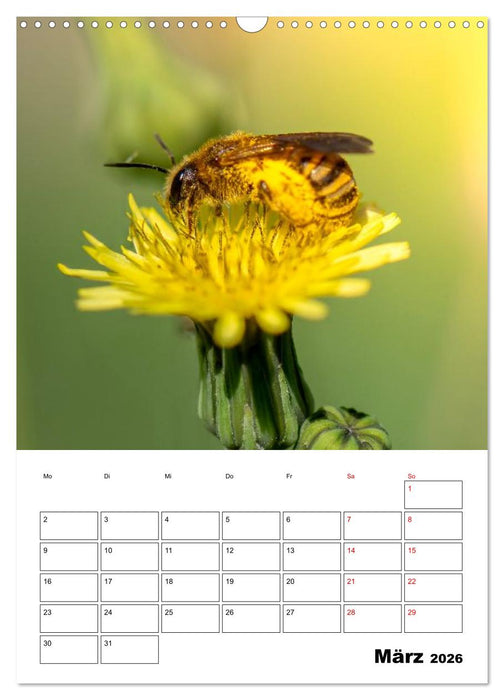 Insekten im Fokus (CALVENDO Wandkalender 2026)
