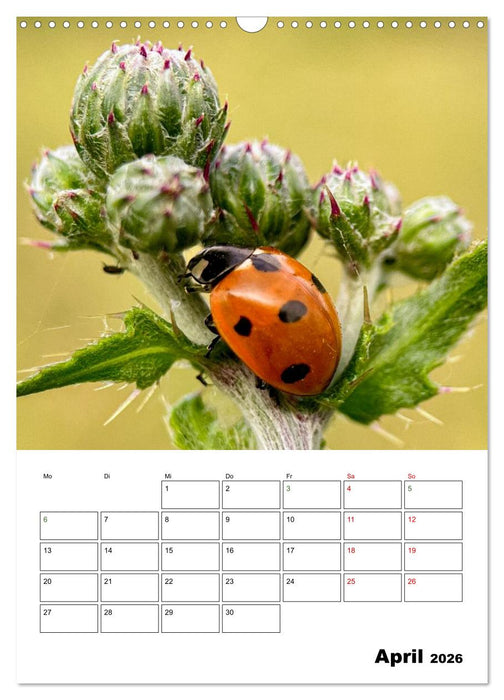 Insekten im Fokus (CALVENDO Wandkalender 2026)