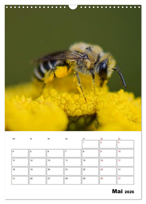 Insekten im Fokus (CALVENDO Wandkalender 2026)