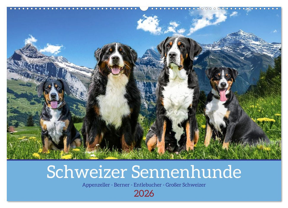 Schweizer Sennenhunde - Appenzeller - Berner - Entlebucher - Große Schweizer (CALVENDO Wandkalender 2026)
