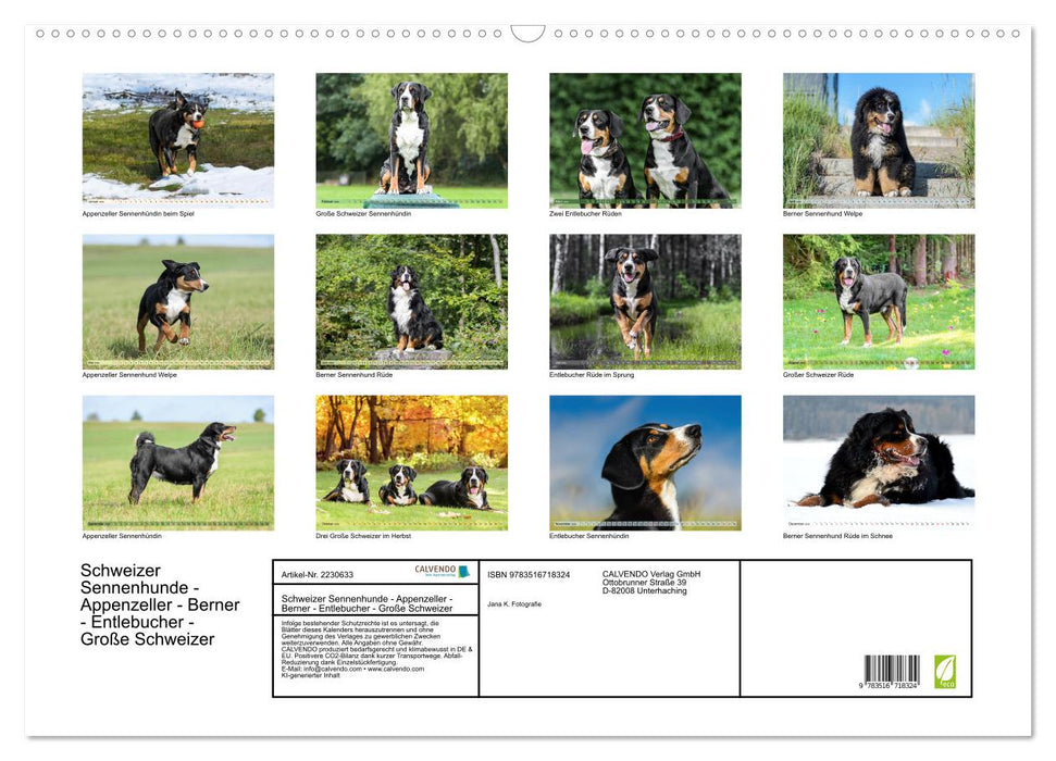 Schweizer Sennenhunde - Appenzeller - Berner - Entlebucher - Große Schweizer (CALVENDO Wandkalender 2026)