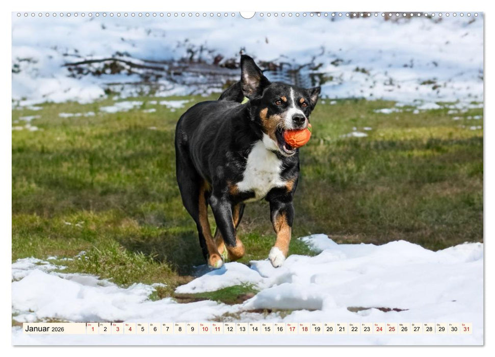 Schweizer Sennenhunde - Appenzeller - Berner - Entlebucher - Große Schweizer (CALVENDO Wandkalender 2026)