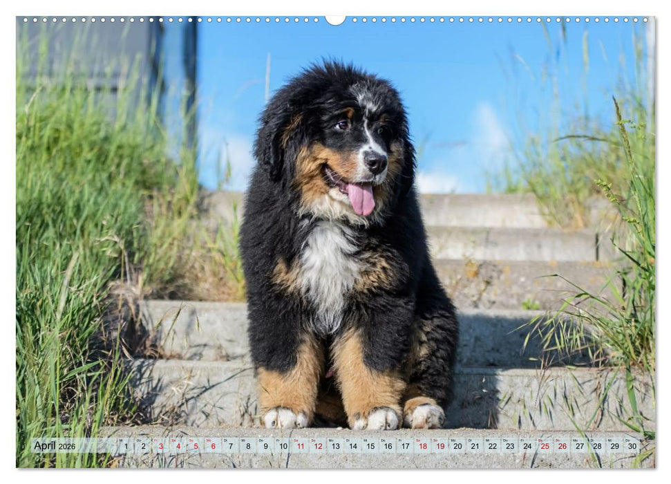 Schweizer Sennenhunde - Appenzeller - Berner - Entlebucher - Große Schweizer (CALVENDO Wandkalender 2026)