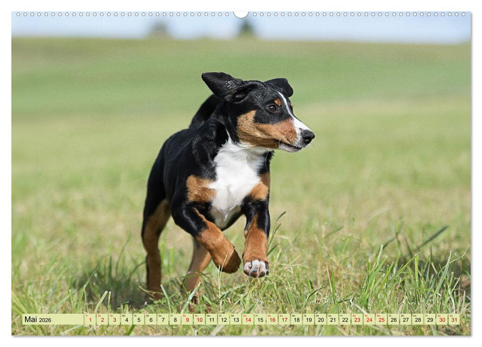 Schweizer Sennenhunde - Appenzeller - Berner - Entlebucher - Große Schweizer (CALVENDO Wandkalender 2026)